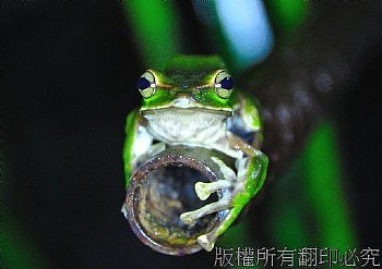 翡翠樹蛙 青蛙