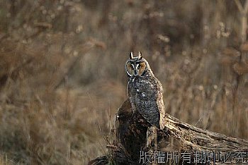 長耳鴞、貓頭鷹