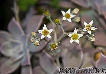 石莲花开花
