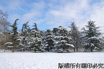 法國巴黎文森林林冬季雪景