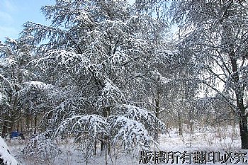 法國巴黎文森林林冬季雪景