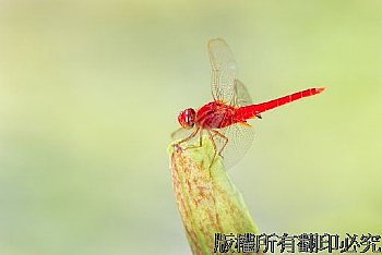 猩紅蜻蜓,雄蟲,紅色蜻蜓,綠色背景