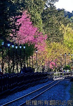 阿里山櫻花鐵道