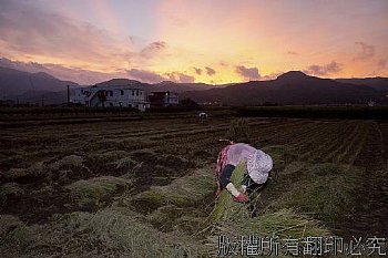 農收束稻草