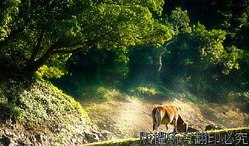 香港 城門水塘 生態 旅遊