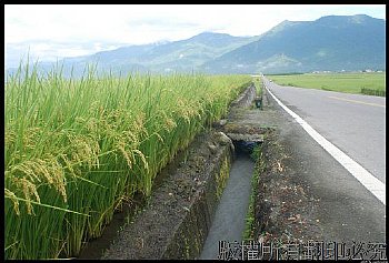 台東池上伯朗大道