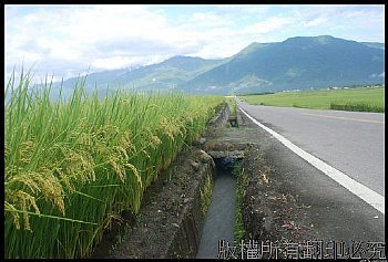 台東池上伯朗大道