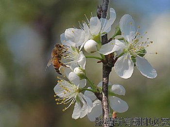 李花與蜜蜂