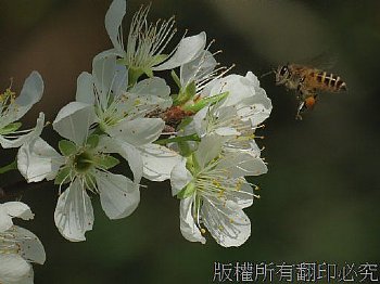 李花與蜜蜂