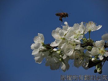 李花與蜜蜂