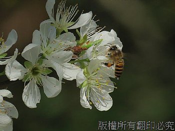 李花與蜜蜂