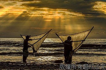 撈魚苗