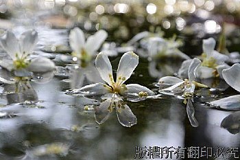 油桐花