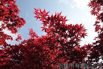 太平山莊的紅楓