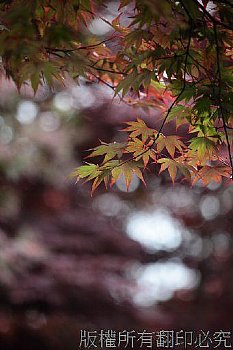 太平山莊的紅楓