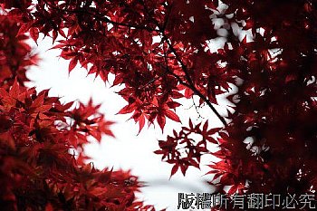 太平山莊的紅楓