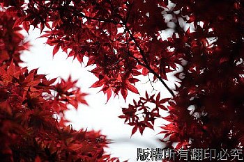 太平山莊的紅楓