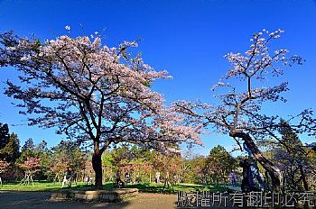 阿里山、櫻花、山、樹、賞花、火車、31號、蒸氣