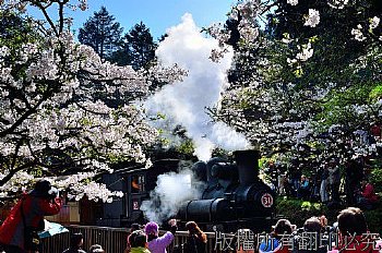阿里山、櫻花、山、樹、賞花、火車、31號、蒸氣