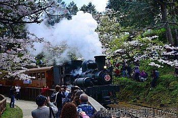 阿里山、櫻花、山、樹、賞花、火車、31號、蒸氣