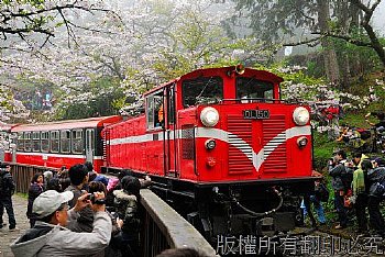 阿里山、櫻花、山、樹、賞花、火車、31號、蒸氣