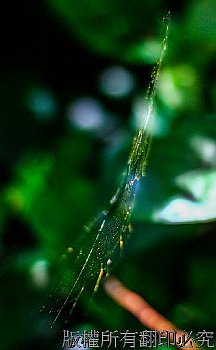 系列散景表現如舞蹈般揮灑的蜘蛛網