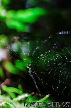 系列散景表現如舞蹈般揮灑的蜘蛛網