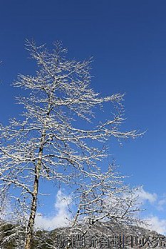 思源埡口霧淞雪景