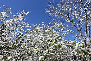 思源埡口霧淞雪景