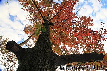 每年12月初石門水庫青楓開始紅了.