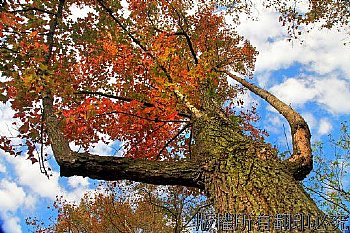 每年12月初石門水庫青楓開始紅了.