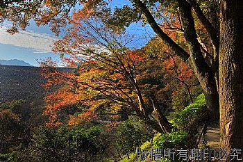 每年12月初石門水庫青楓開始紅了.