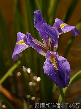鳶尾花 紫色 紫藍色 好消息 想念你 優雅的心 使命 愛的使者 熱情 適應力強 光明 自由
