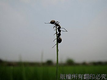 如果想唱歌跳舞，非常歡迎，在某個意義下，我們正身處舞台上，既使四周沒有觀眾；日落時分、兩位辛苦工作一天的夥伴，相招來舞一段鬆弛身心之雙人鋼管舞