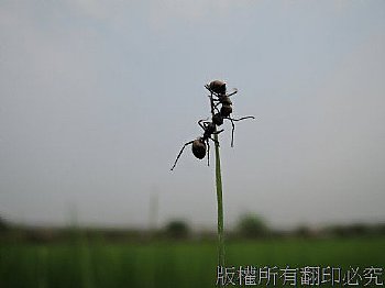 如果想唱歌跳舞，非常歡迎，在某個意義下，我們正身處舞台上，既使四周沒有觀眾；日落時分、兩位辛苦工作一天的夥伴，相招來舞一段鬆弛身心之雙人鋼管舞