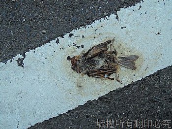 城市遊俠跨不過這條生死線，除了死亡、生命中沒有什麼是確定的，可以思考任何事，但對死亡就不必了