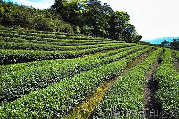 茶園