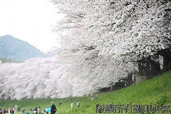 日本櫻花季