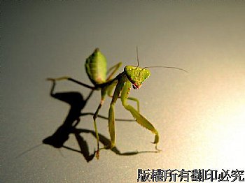 他既強悍又脆弱，獨立而害羞，靦腆地露齒微笑，具洞察力的雙眼、結實的腹部，以及不顧一切的態度，顯然是相反特質的混合體；一開始我們花時間想忘掉自己是誰，餘生卻都花在找回自我