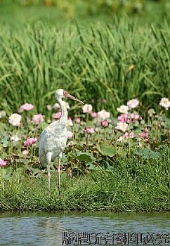 荷花池邊的西伯利亞大白鶴
