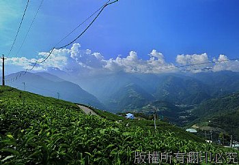 山茶漂浮雲遊