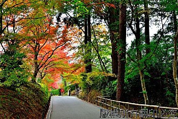 一年一度的楓紅盛況