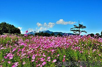 每年九月福壽山上茶莊和水蜜桃園附近開滿了波斯菊與藍天白雲相輝映更是漂亮