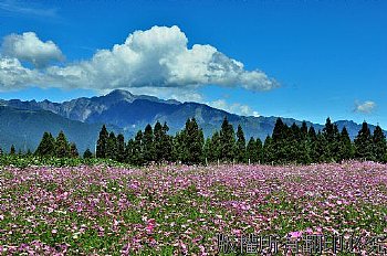 每年九月福壽山上茶莊和水蜜桃園附近開滿了波斯菊與藍天白雲相輝映更是漂亮