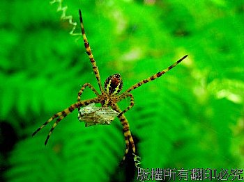 生活就是一種廣義的掠奪，在生存的宴會中，每個生物都輪流地成為食客和菜餚，今天吃，明天被吃，活著的都以活著的或曾經活著的維生，這是一個吃者與被吃者，搶劫者與被搶劫者不共戴天的鬥爭，這是殘酷的生存法則，這一個生存要求那一個的死亡