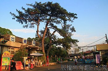 黃昏的月眉糖廠.樹木矗立凸顯遊客的歡樂