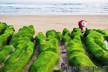 老梅綠石槽之美，其實就是槽溝狀的海岸侵蝕地質配上石蓴和石髮等綠色海藻而形成的美麗景觀。