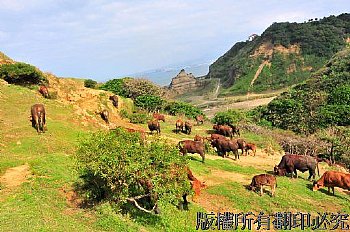 海邊牛群