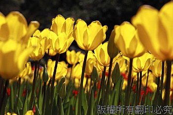 鬱金香