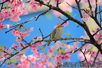 嬌小可愛的綠繡眼，配上粉嫩的寒櫻，每年二月總會上演一場美麗的春之頌。